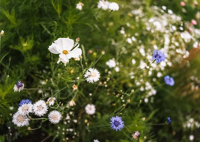 Pihlasresort מלון 5*